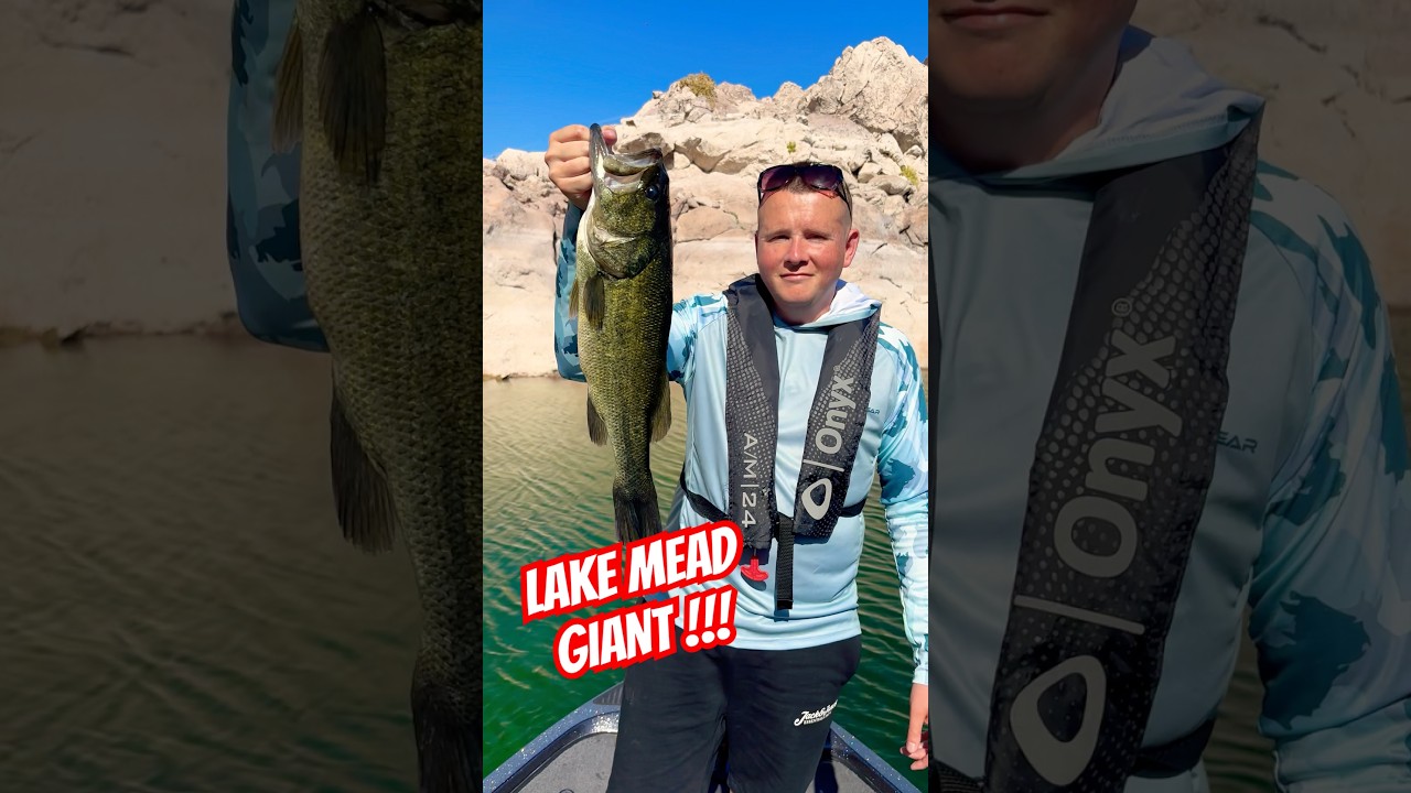 Lake Mead GIANT &bull; Early Summer Largemouth! #bassfishing #lakemead #fishing #bassboat #largemouthbass