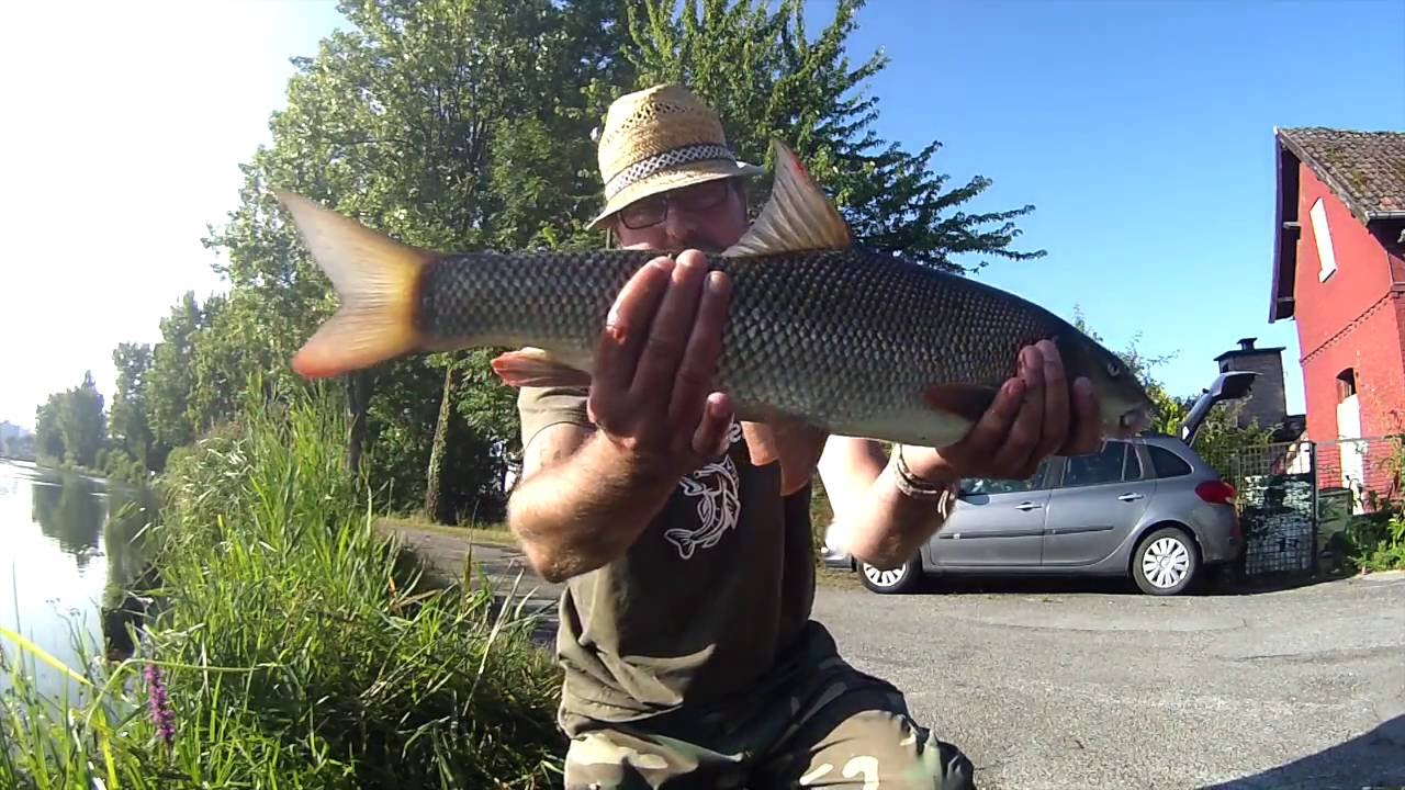 Pêche du barbeau au feeder : session de 24 heures en Somme