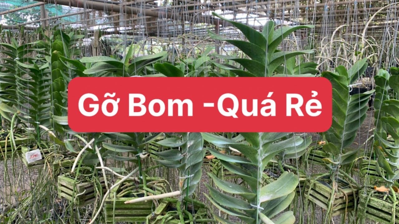 Em xả vườn giá yêu thương...0981550758