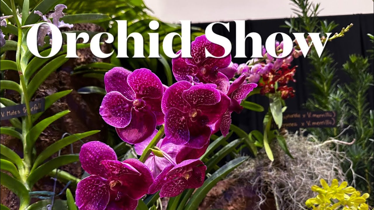 Orchid Jungle 2024: A Journey Through the World of Exotic Orchids - Part 2@Carol-Beauty of Nature.
