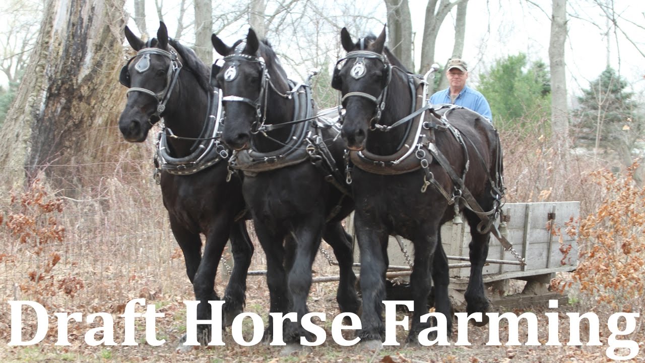 Horse Drawn Farming at Riceland Meadows Farm