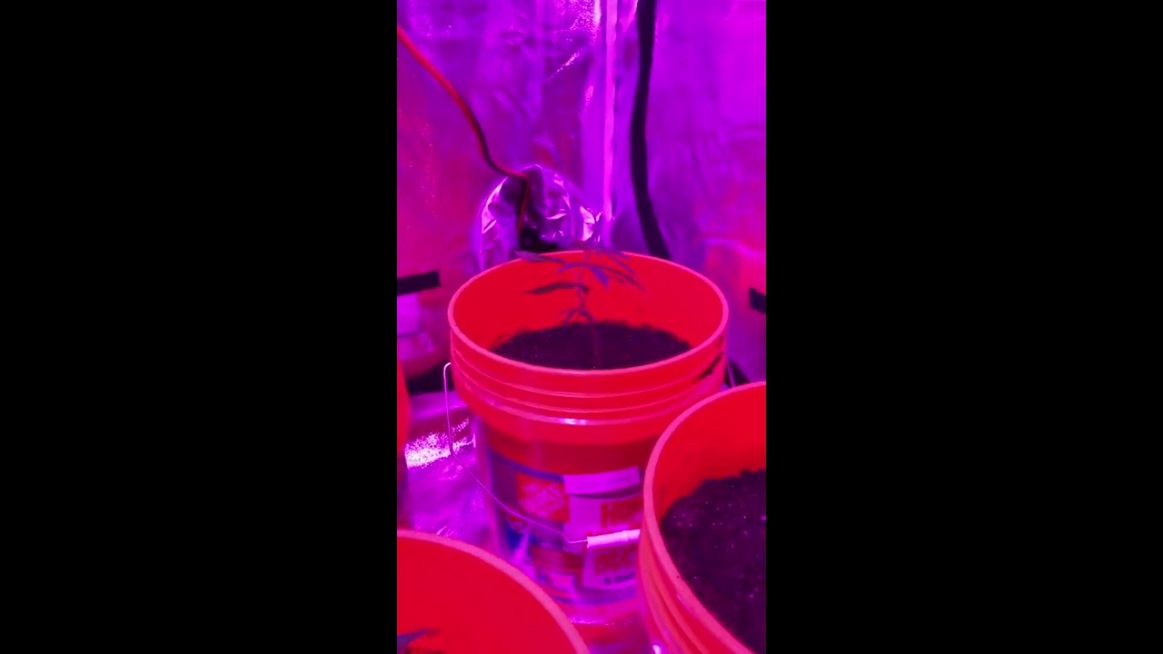 INDOOR GROW  2 400 WATT MARS LED 2018