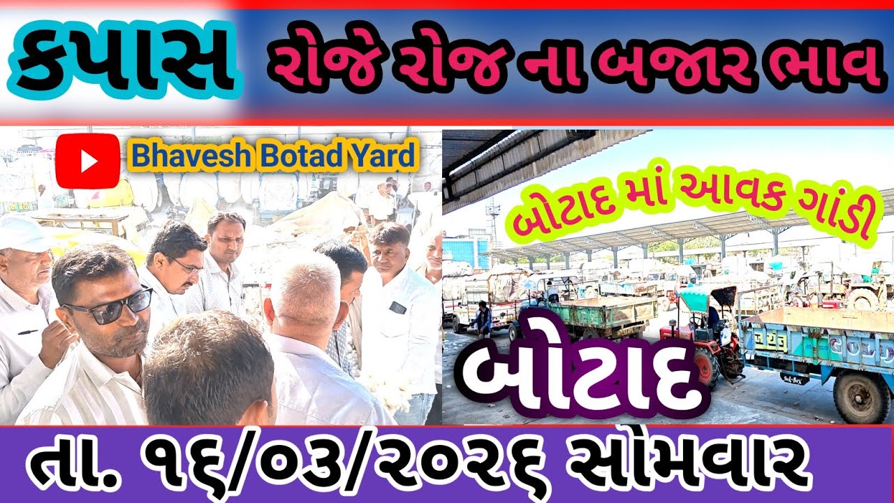 બોટાદ માર્કેટિંગ યાર્ડ માં કપાસ માં તેજી 16/02/2026 ||Botad Marketing Yard || #bhaveshbotadyard