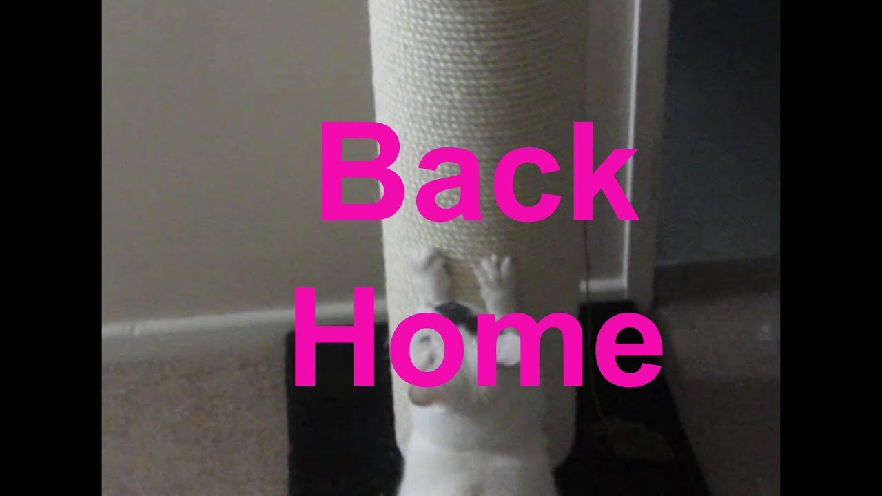Back Home! - Day 205 : The Brit Vlog 01.04.2013