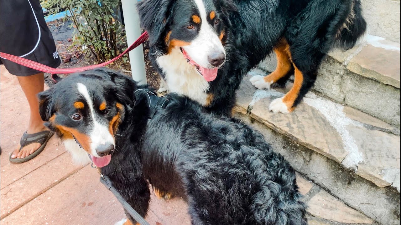 Bernese Mountain Dog Meet up | Shampooch Block Party
