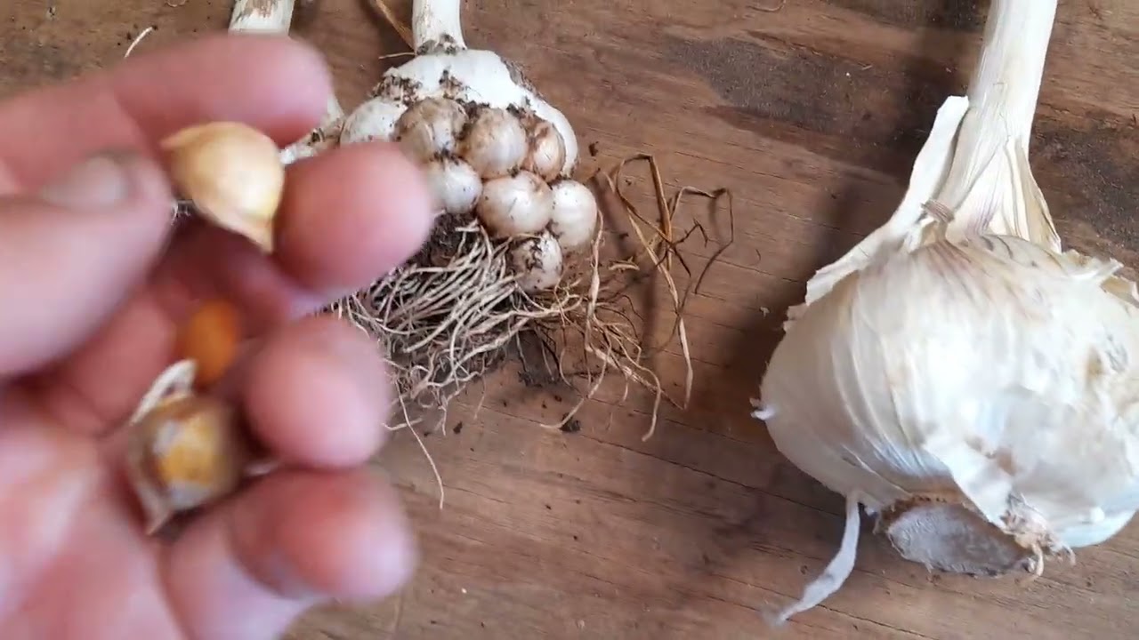 Grote verschillen tussen Oerprei en Olifantenknoflook!