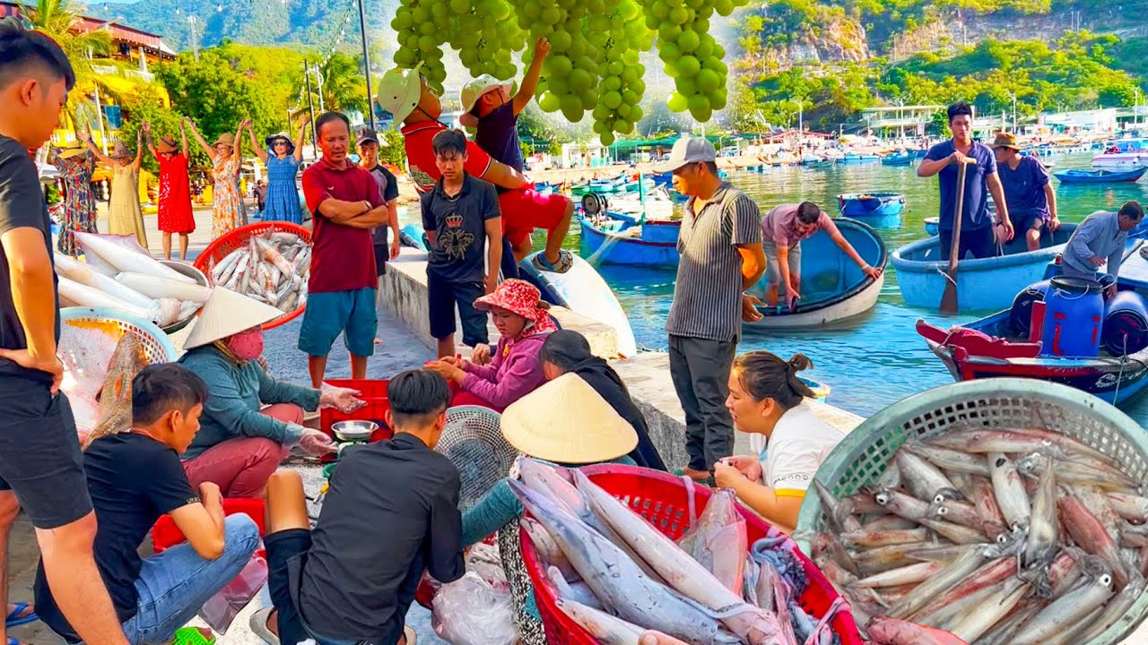 Gặp Mực Nháy Từ Ghe Ở Làng Chài Đẹp Nhất VĨNH HY Ninh Thuận║Đẹp Mắt Làng NHO THÁI AN.