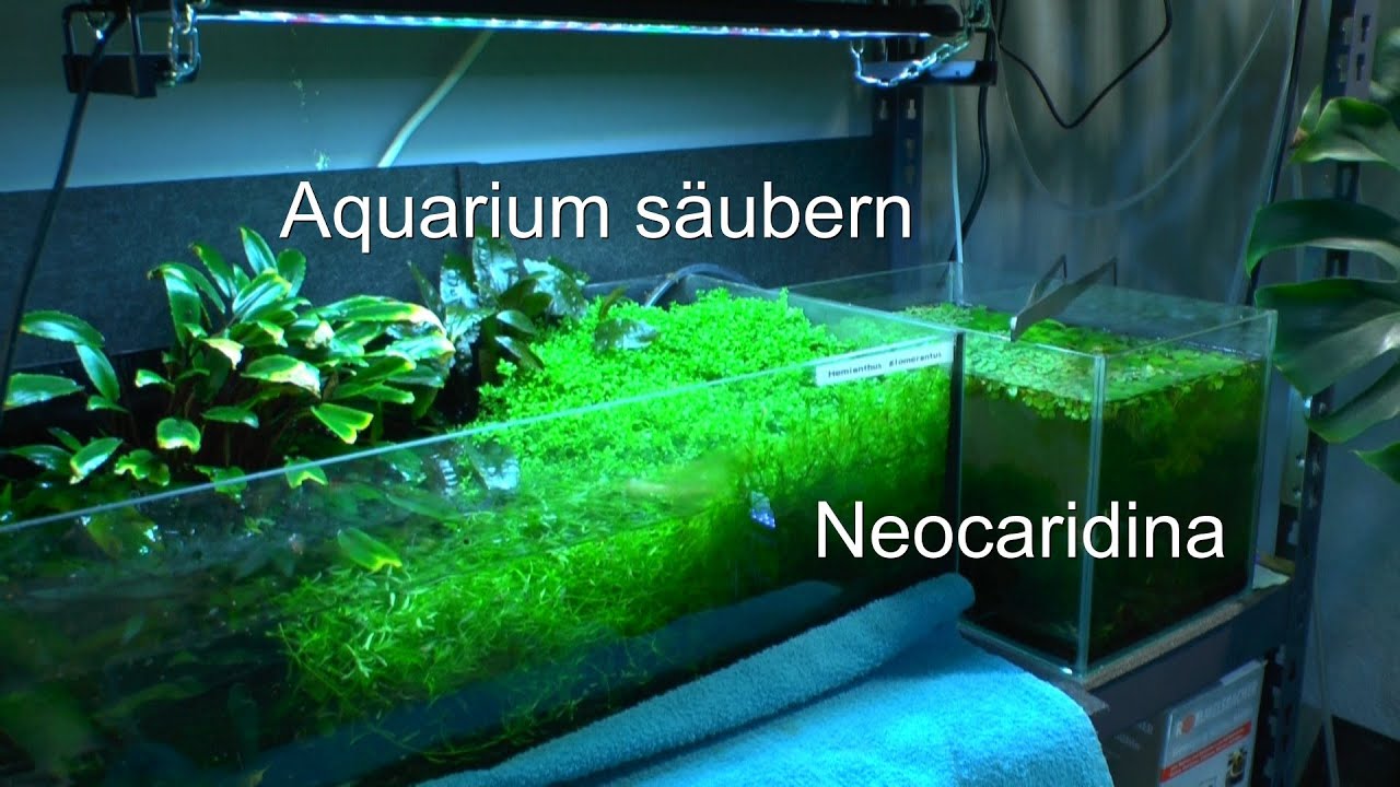 Aquarium reinigen bei den Zwerggarnelen Neocaridina Garnelen