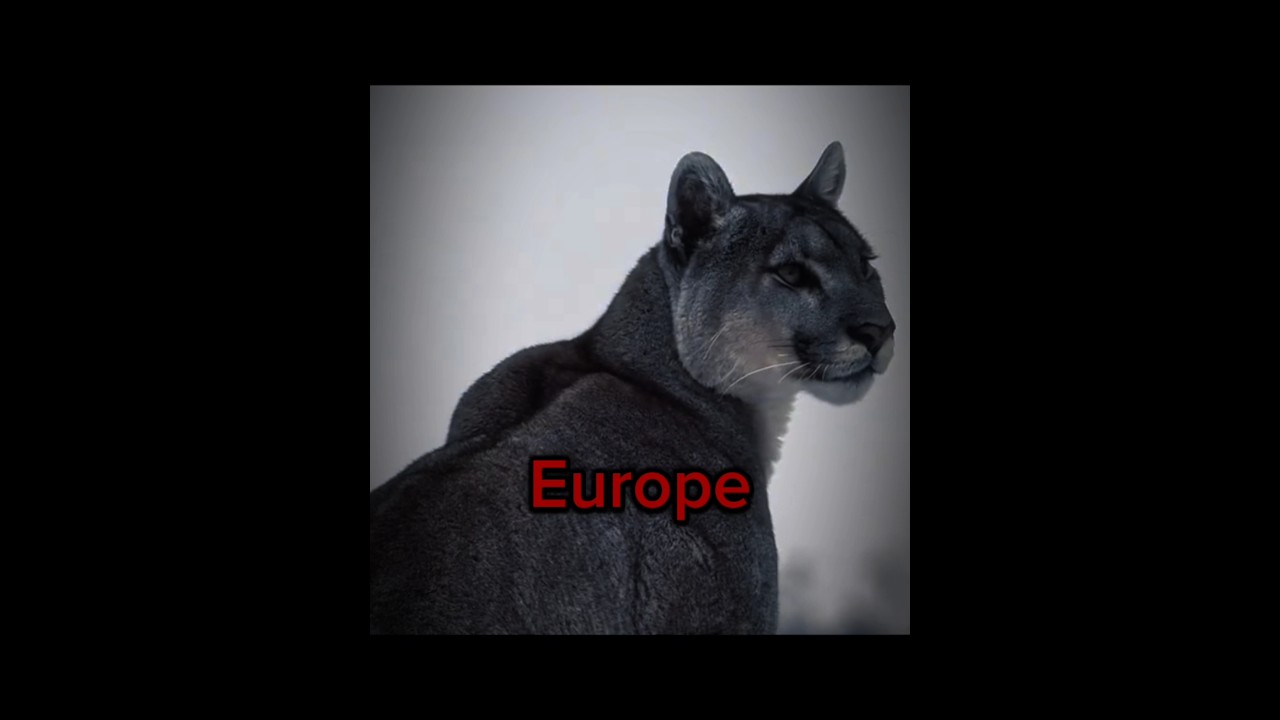 The most famous animal on every continent !!#edit #animals #america #europe #africa #asia #Australia