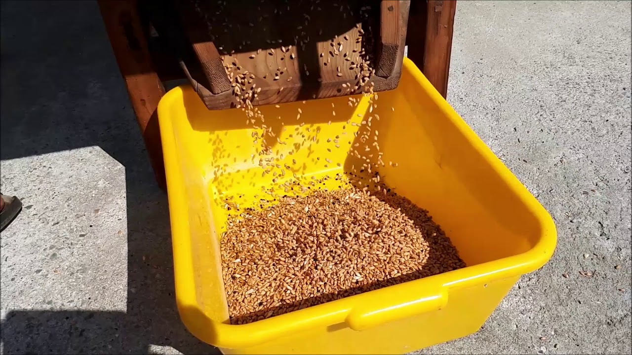 Pulizia grano con Ventilabro (Mulinel in dialetto lombardo-Valtellinese)