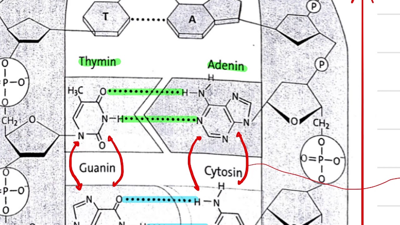 Aufbau der DNA: Watson-Crick-Modell - Doppelhelix; Basenpaarung; komplement&auml;r und anti-parallele