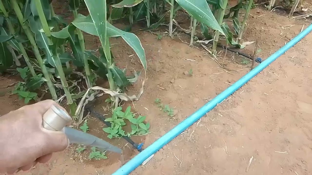 OLHA COMO FUNCIONA MEU SISTEMA DE IRRIGAÇÃO NO MILHO.