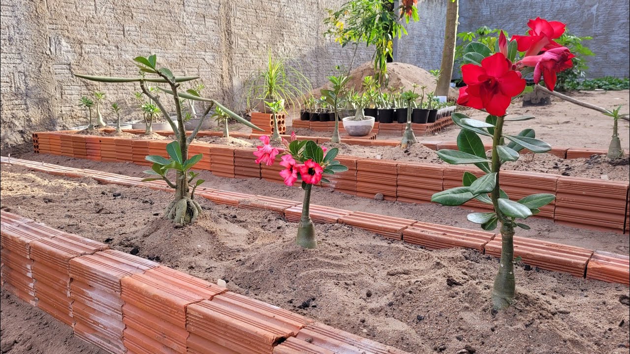 Plantando rosa do deserto no chão.