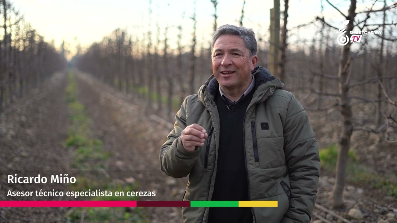 Ricardo Miño: ¿Qué ocurre con la acumulación de frío en los huertos de cerezas?