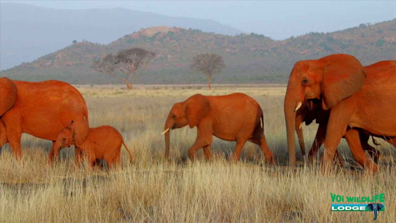 Voi Wildlife Lodge / manyatta camp / man eaters camp TSAVO