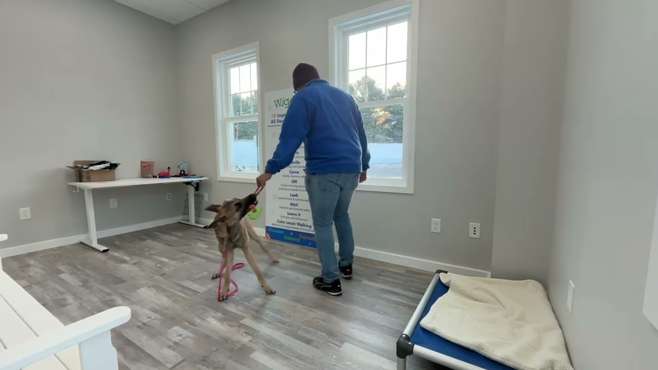 Souki-Working on sit, look, down, place, off, recall, gentle, leash walking, and leave it.