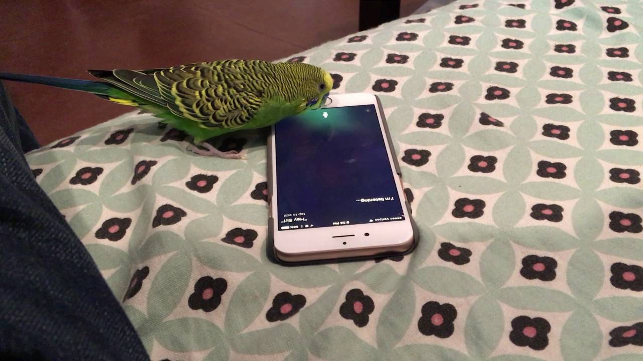 Talking bird activates Siri on the iPhone by saying 