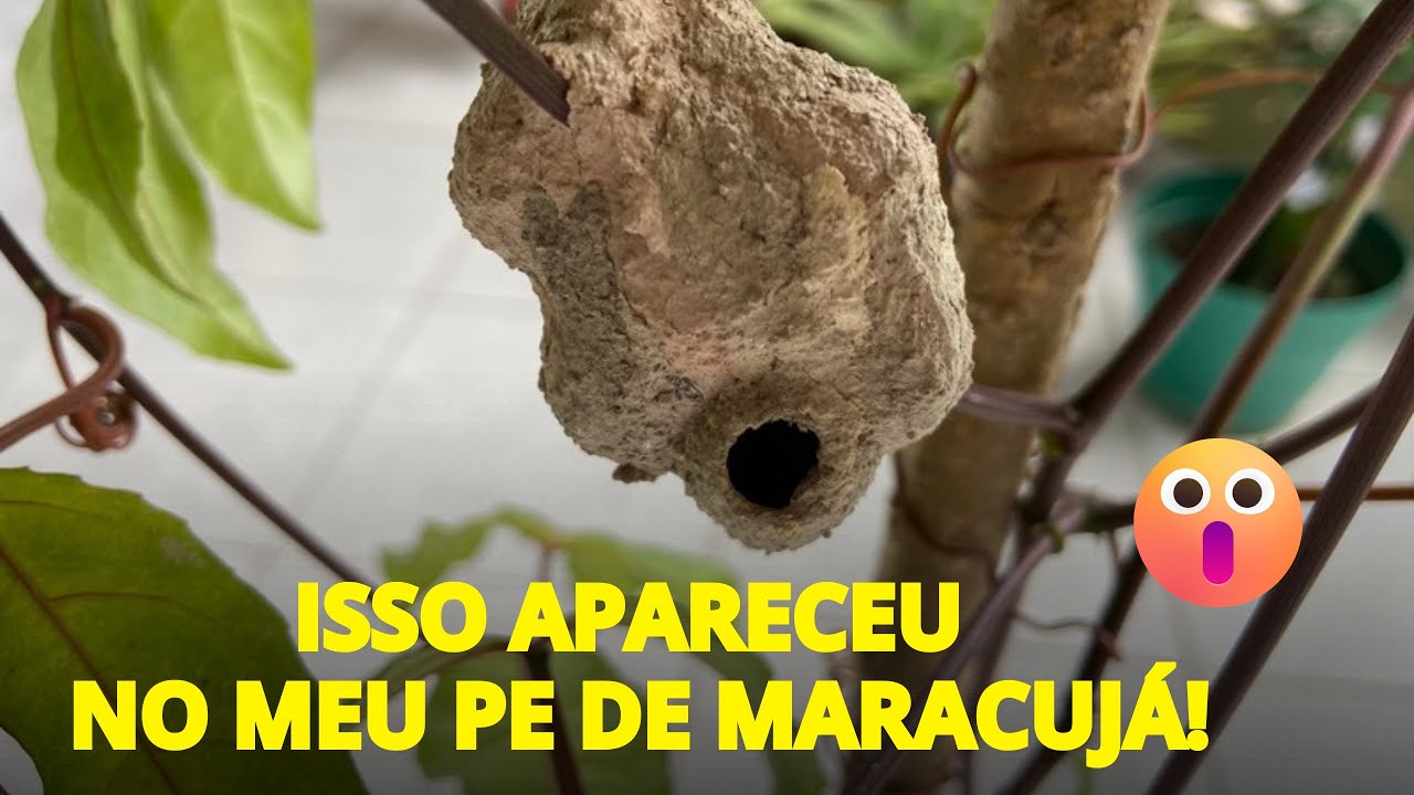 NÃO ACREDITO!!! Isso apareceu no meu pé de maracujá da noite pro dia, oque será? 