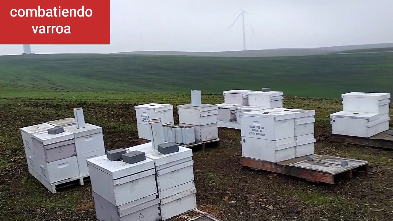 Acido oxálico contra la varroa