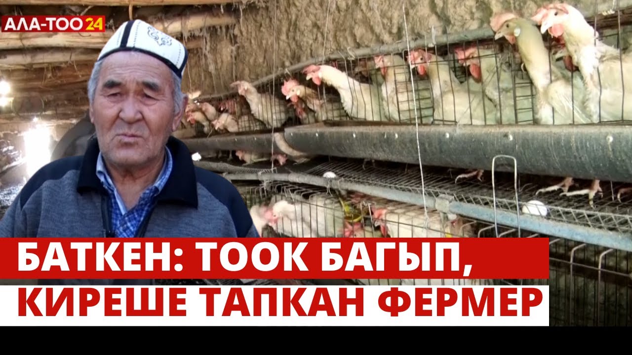 Баткен: Тоок багып, киреше тапкан фермер | Жаратман
