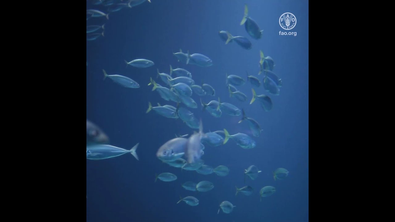 FAO fishing areas