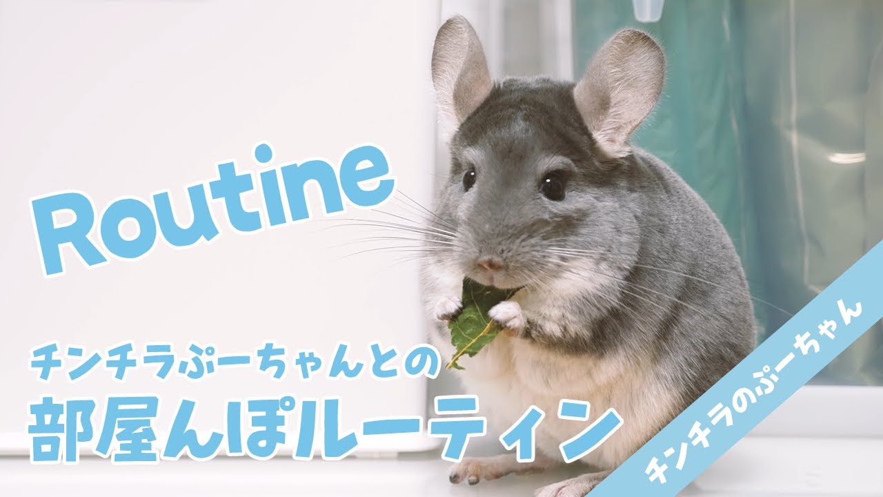 【部屋んぽルーティン】チンチラとのリアルな日常 Funny and Cute Chinchilla