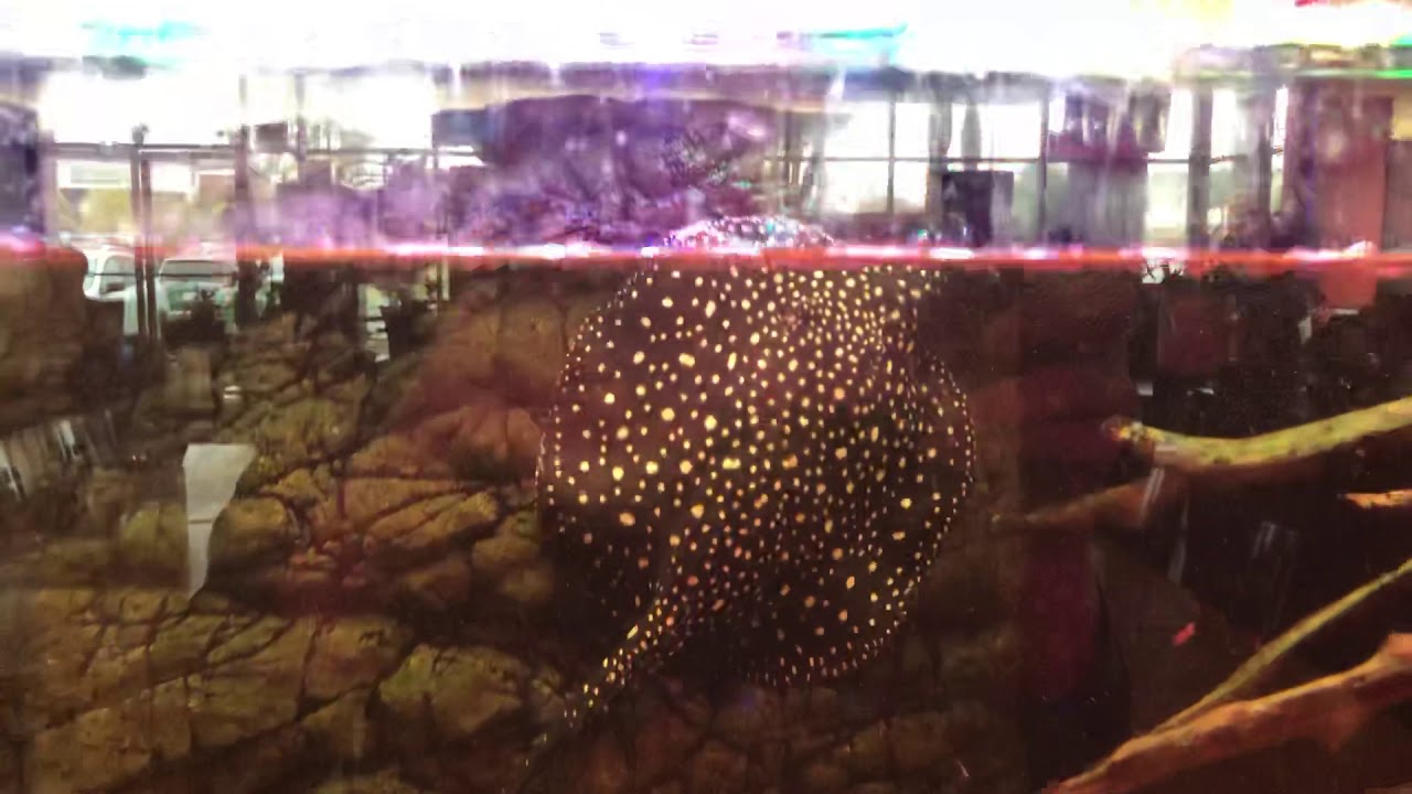 P14 Stingray Spitting Water