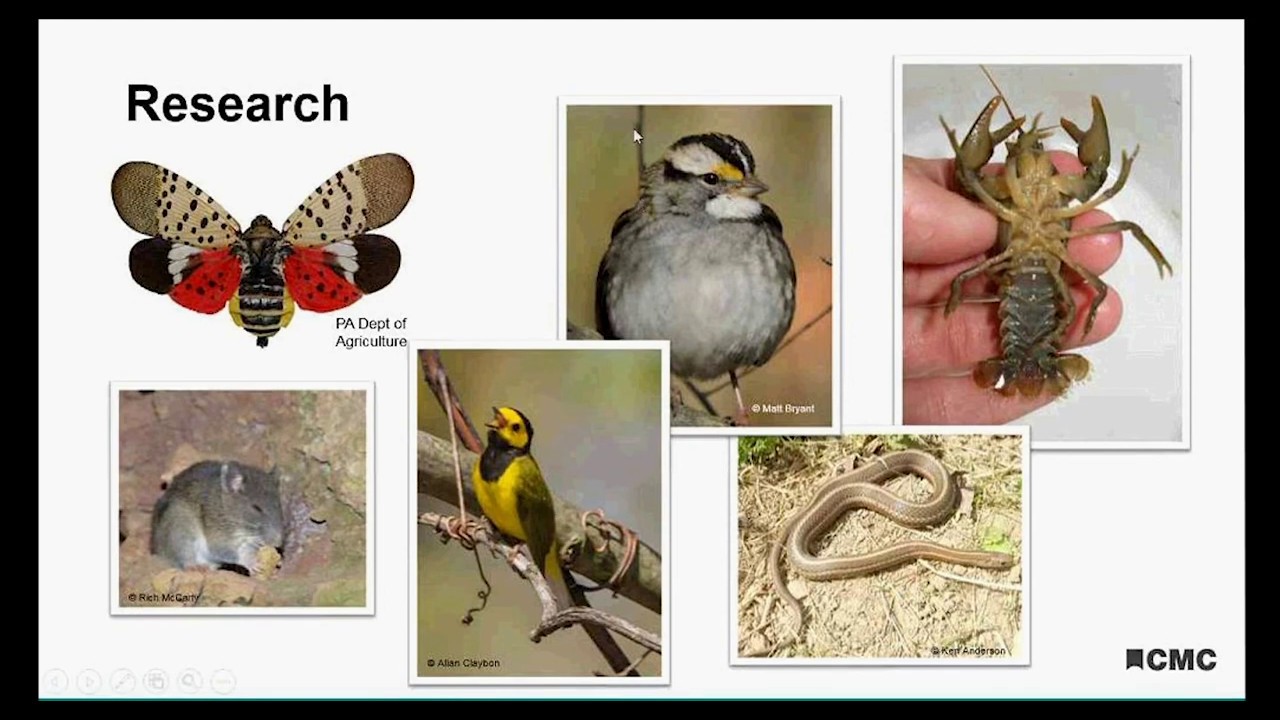 What Does a Curator of Zoology Do?
