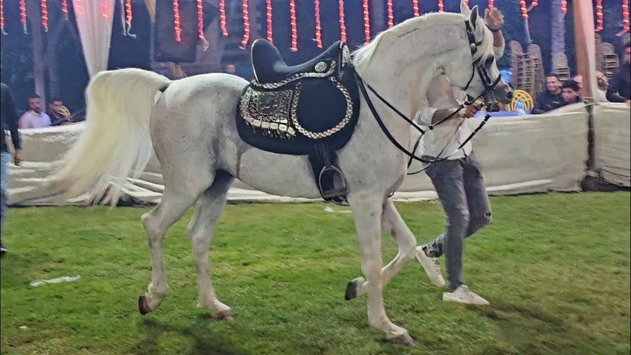 رقص خيول عربية حفلة المستشار مصطفى شلبي sakara Country club 2023 الجزء الاول