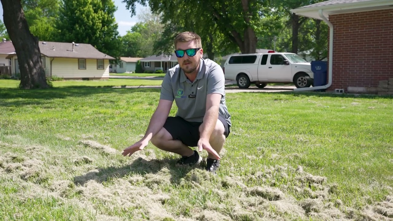Grass Clippings on Your Lawn