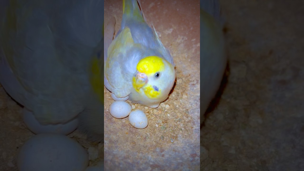 🧿 Rainbow budgies 🌈|| budgies birds || Love birds 2026 || Australian Parrot ||Budgies parrot breed