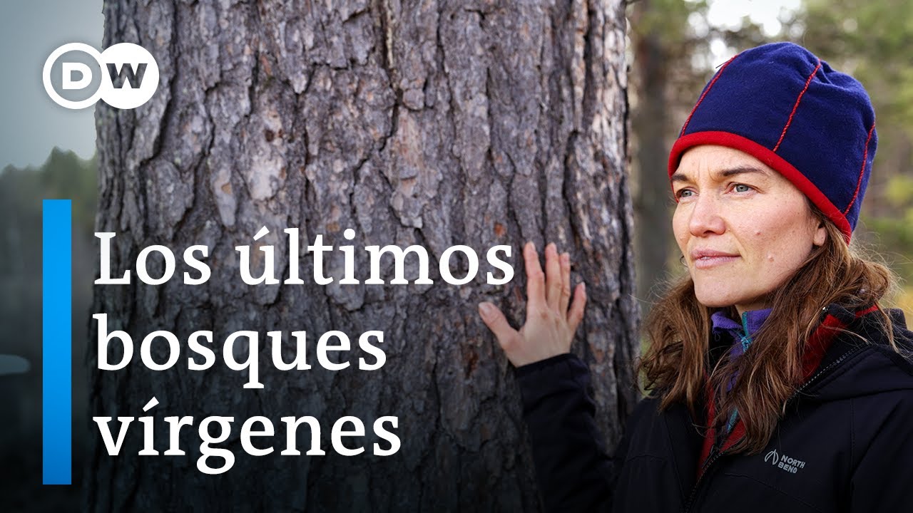 Bosques amenazados en Laponia - ¿Un proceso imparable? | DW Documental