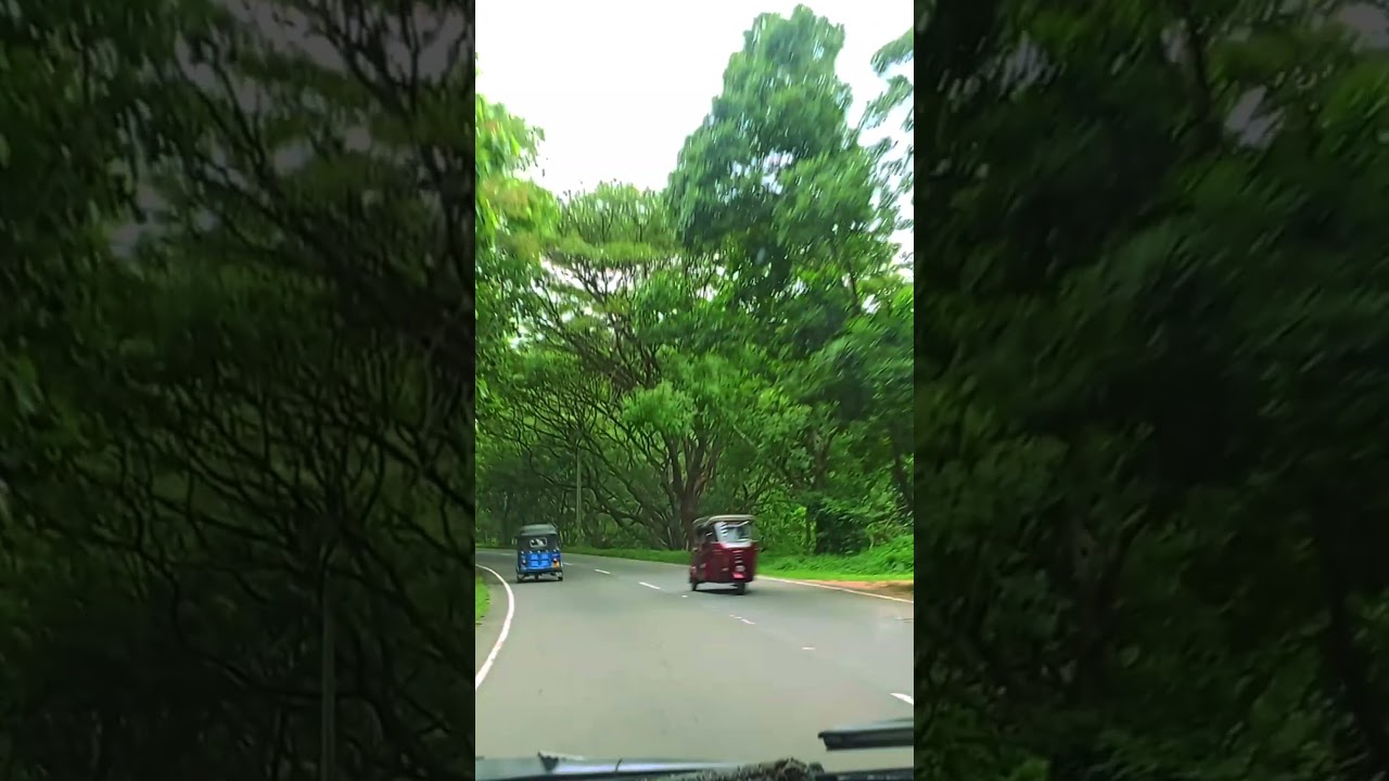Kandy to Walapane Road with full of Trees 