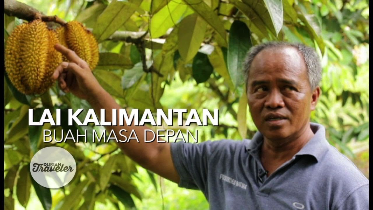 LAI KALIMANTAN BUAH MASA DEPAN
