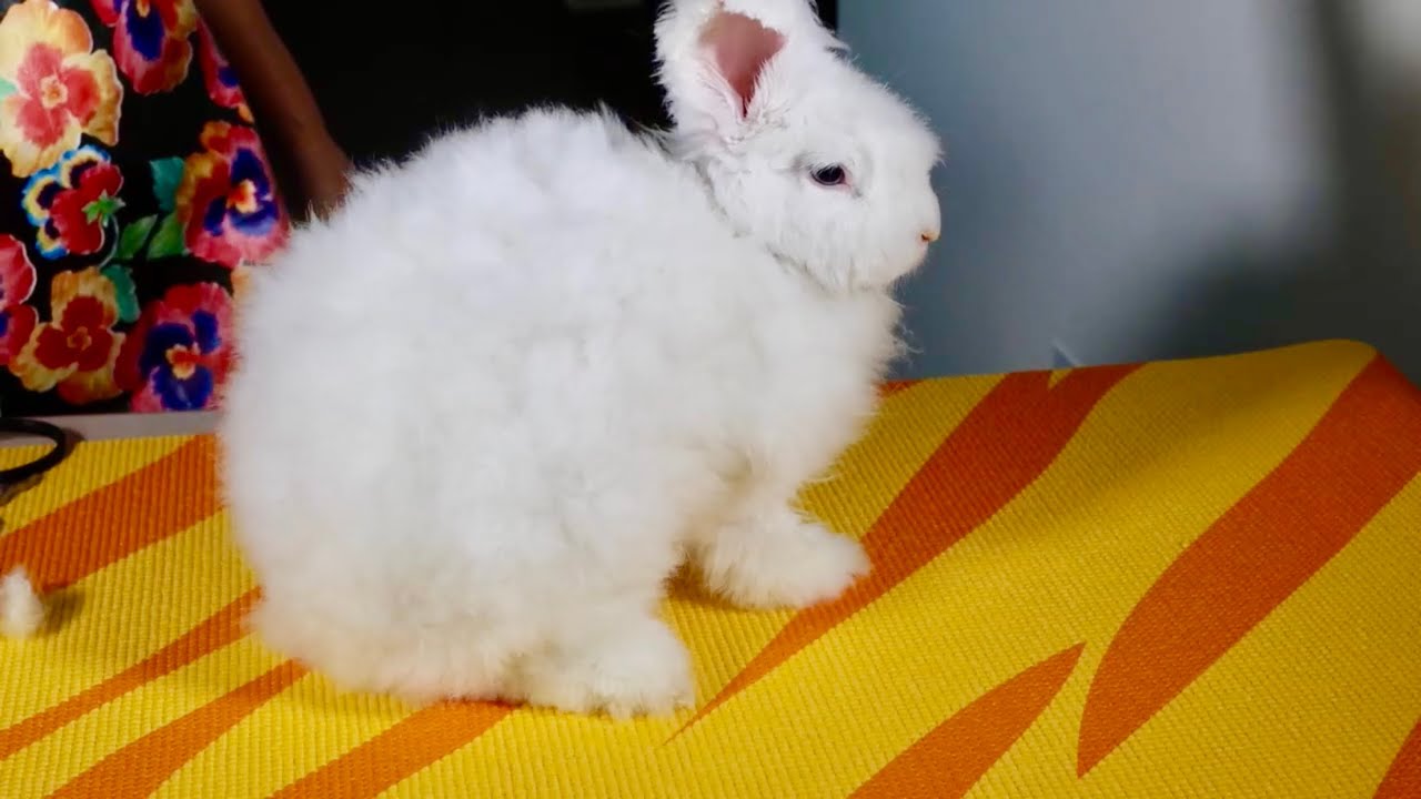Angora Tavşanı Tüy kesim. Tavşan Tüylerin  kesmeyi düşünenler lütfen önce bu videoyu izle. 🐰🙏