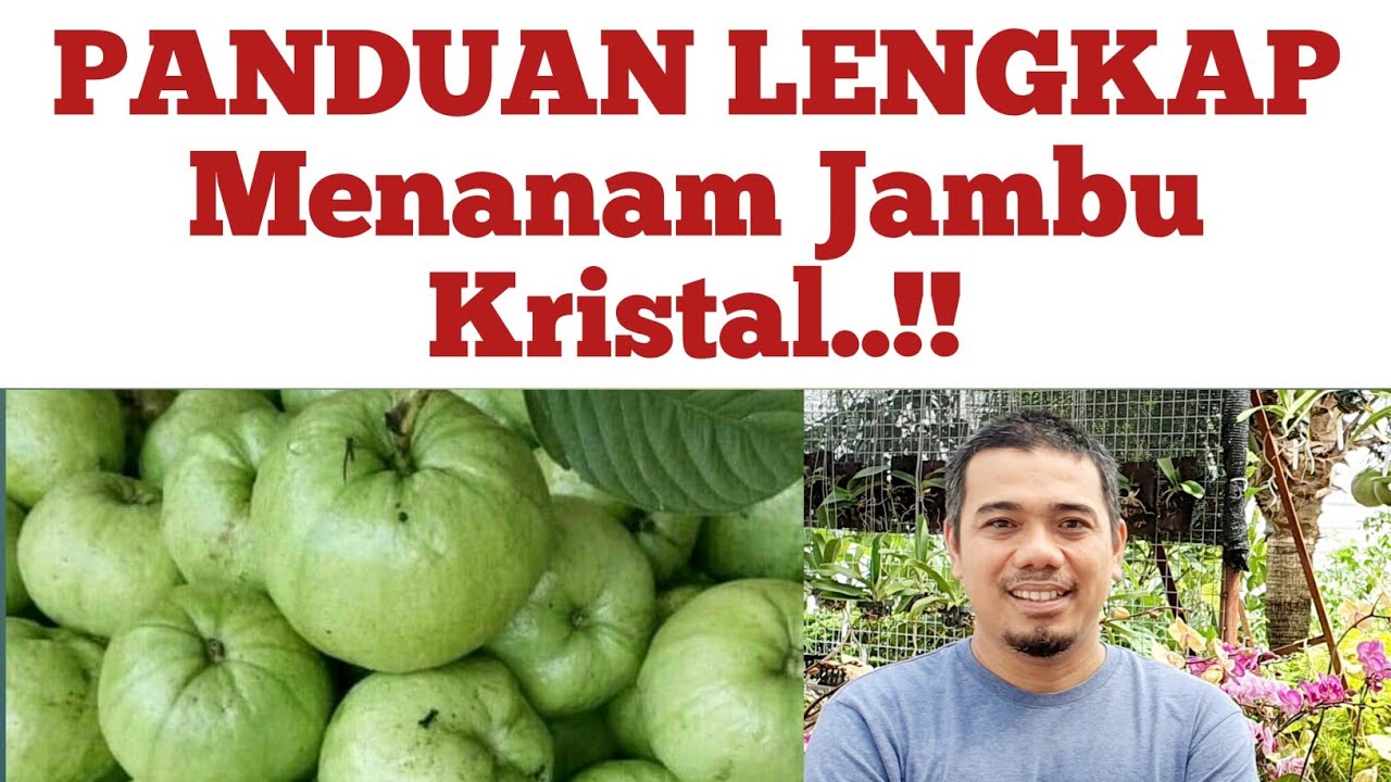 Panduan Lengkap..! Cara menanam jambu kristal agar cepat berbuah, cara pemupukan jambu kristal,