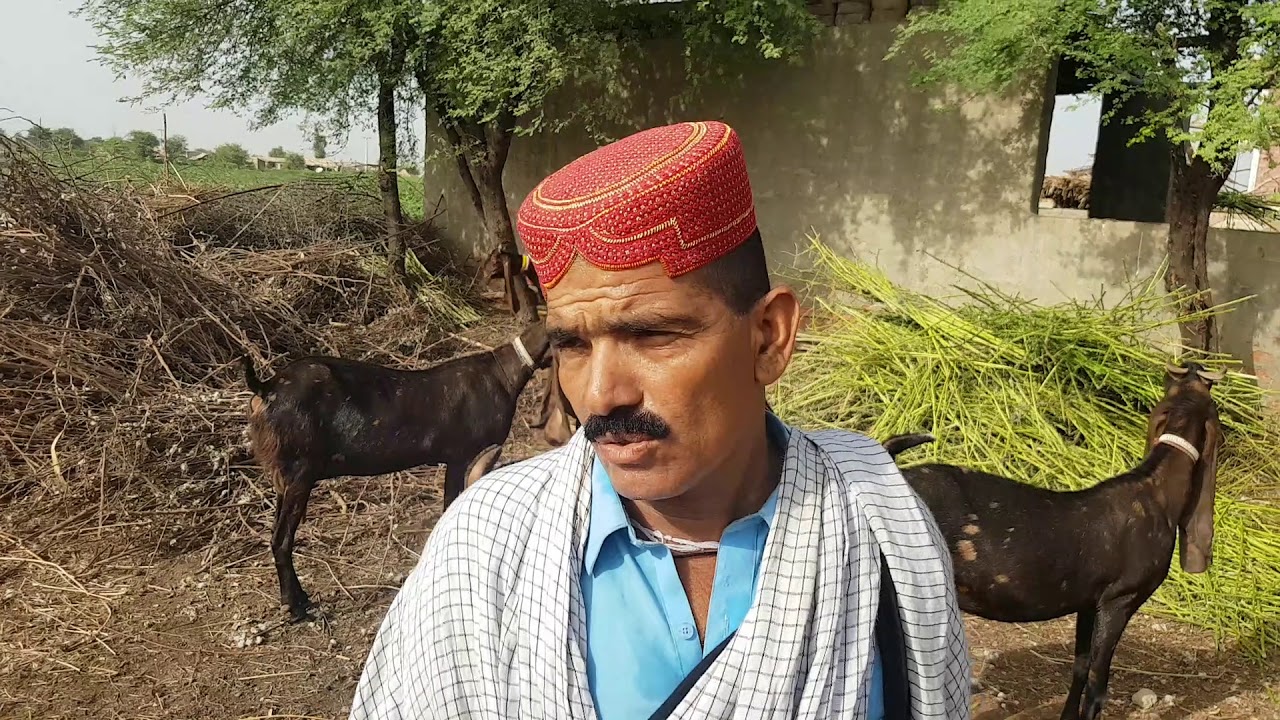 Kamori goats complete documentary|  Goat farming