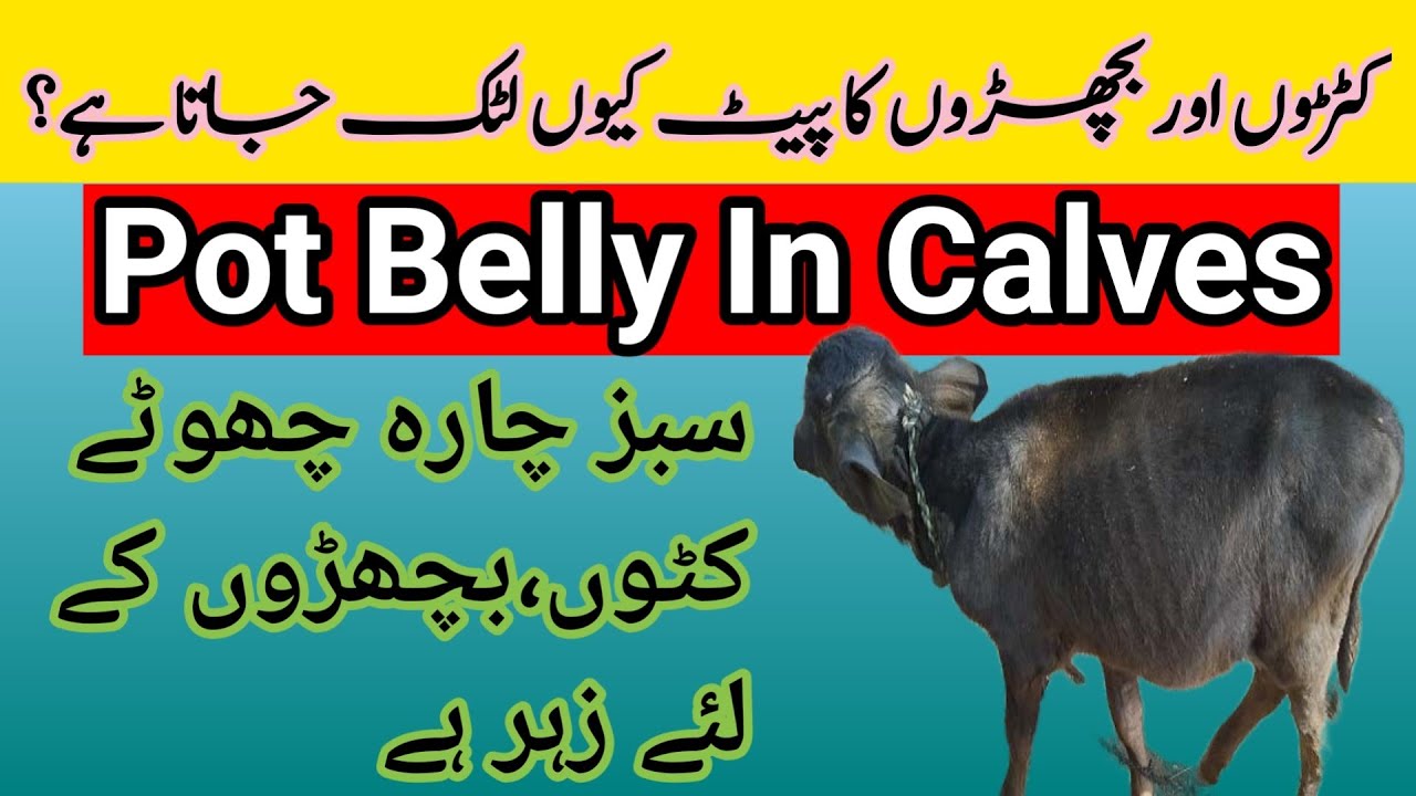 Pot Belly In Calves||کٹڑوں،بچھڑوں کا پیٹ کیوں لٹک جاتا ہے||Dr Hafiz Nadeem Ur Rehman