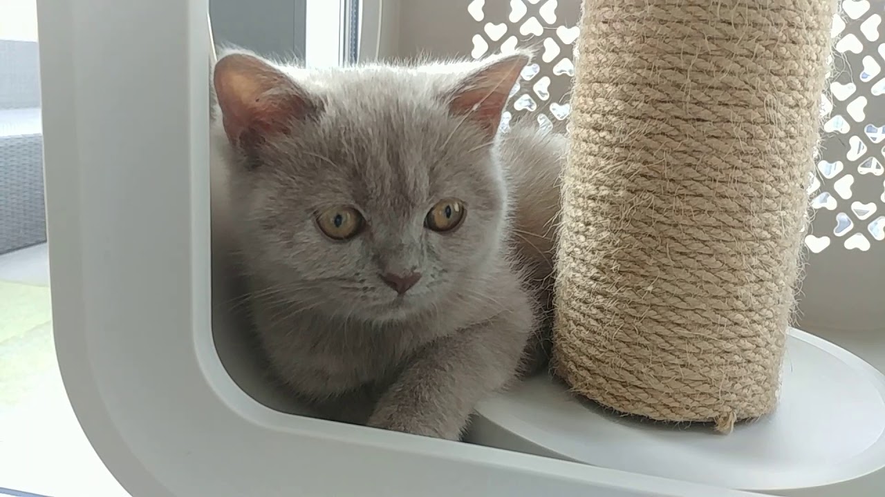 Lila , We Welcome You To The Family 
