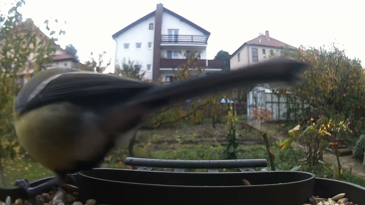 Birds 85