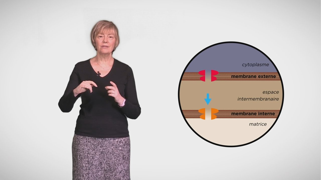 MOOC côté cours : Apoptose : les acteurs
