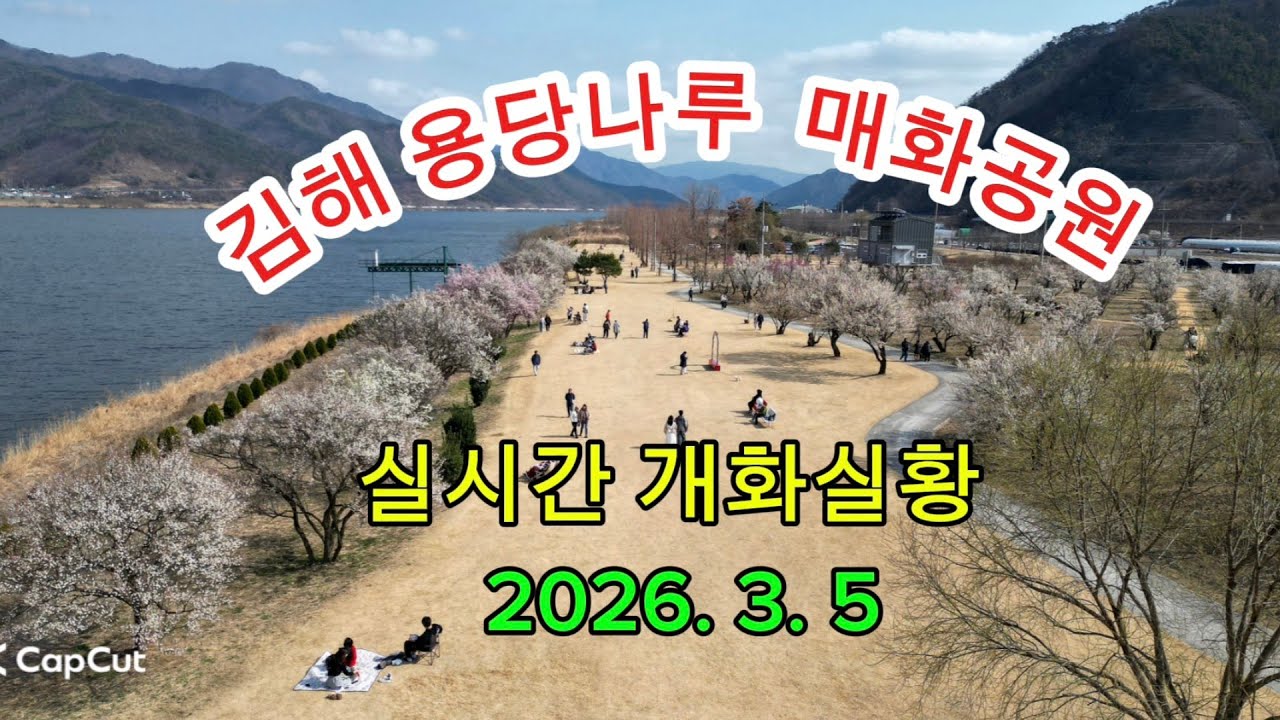 김해 용당나루 매화공원 실시간 매화꽃 개화실황 2026년 3월 5일