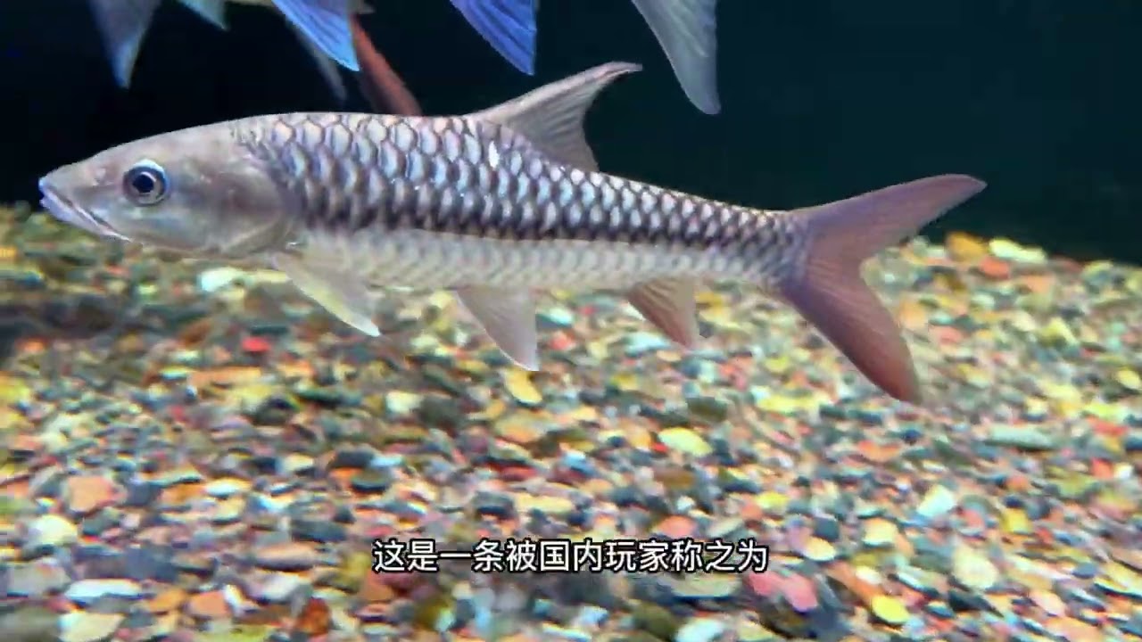 三木森的原生缸59#原生态 #原生缸 #原生造景
