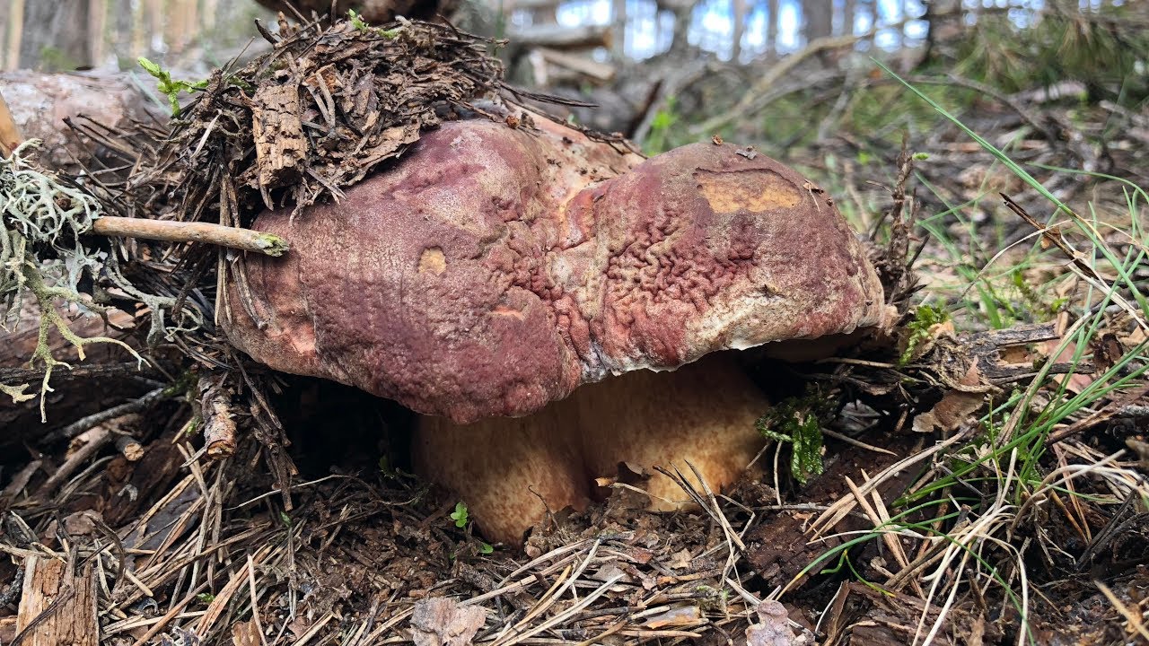 BOLETUS PINICOLA (2018)