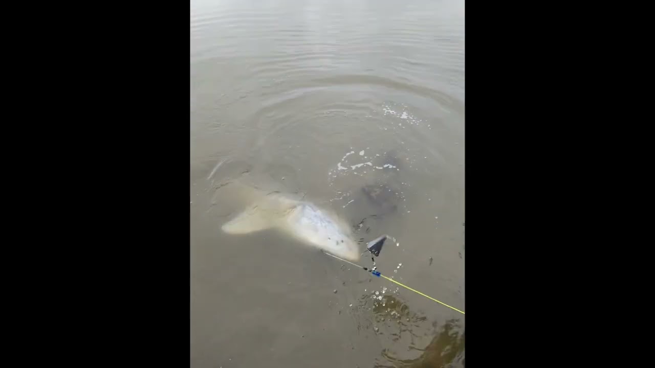 MONDORAY - PENN Carnage III  Slamming a 7.5 foot White Sturgeon - Fraser River May 2025