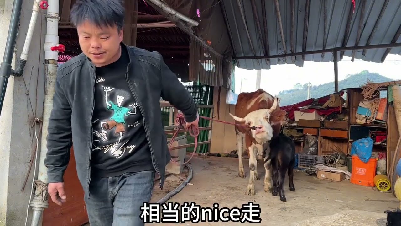 农村大叔放养79头牛，让两条爱犬陪养放牛，两条狗既然不合群。 #农村养牛人记录农村生活 #三农 #生态散养 #养牛人加油 #我的农场生活