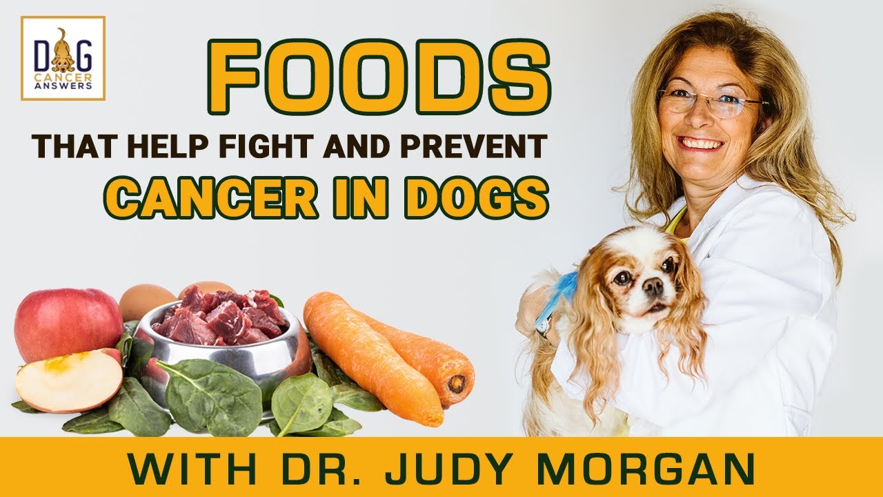 Foods That Help Fight and Prevent Cancer in Dogs │ Dr. Judy Morgan Deep Dive