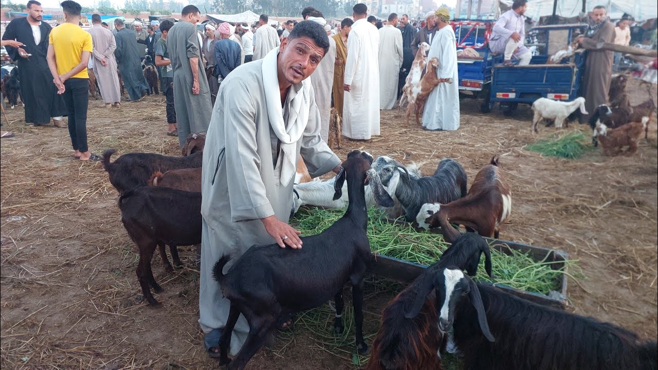 أسعار الماعز العشر والقنيه واللحم ((سوق سيدي سالم)) مع المعلم إبراهيم القبراوى للتواصل/٠١٠٩١٠١٧٧٤٧