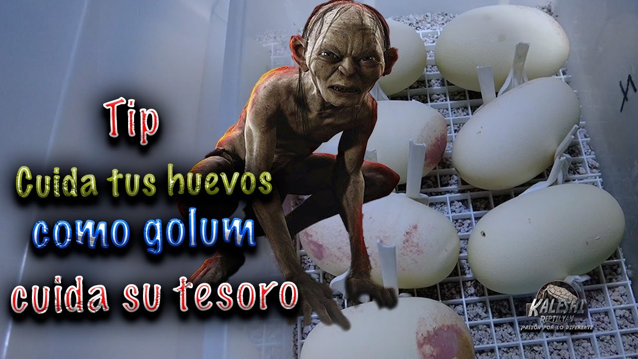 Incubando huevos de piton