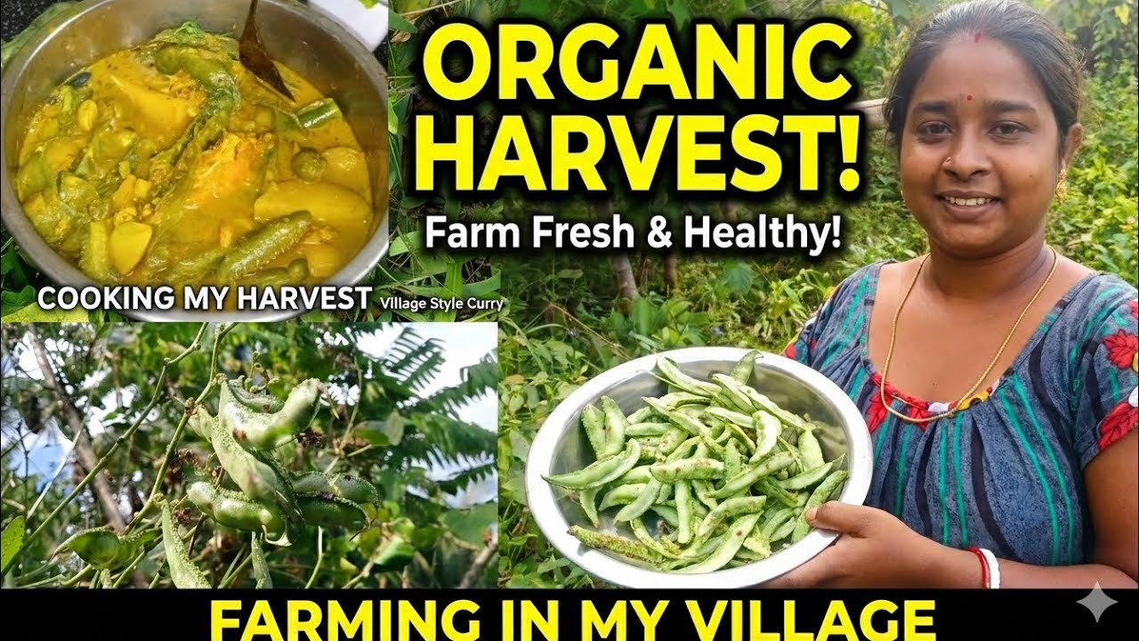 Farm Fresh Harvest & Cooking! গ্রামের শীতের টাটকা সবজি সিম দিয়ে চমৎকার একটি রান্না।